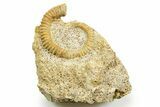 Jurassic Ammonite (Spiroceras) Fossil - Évrecy, France #367858-1